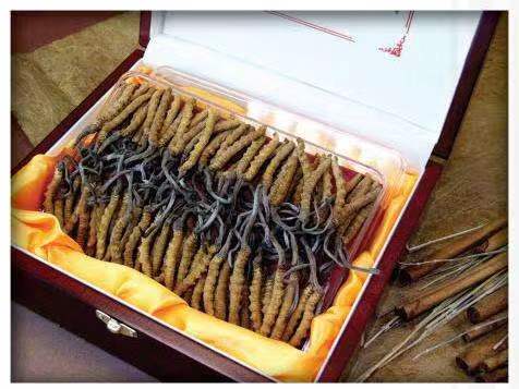 兴隆华侨农场冬虫夏草回收